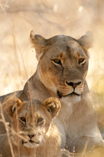 One_of_Cecil_cubs_and_mum_small