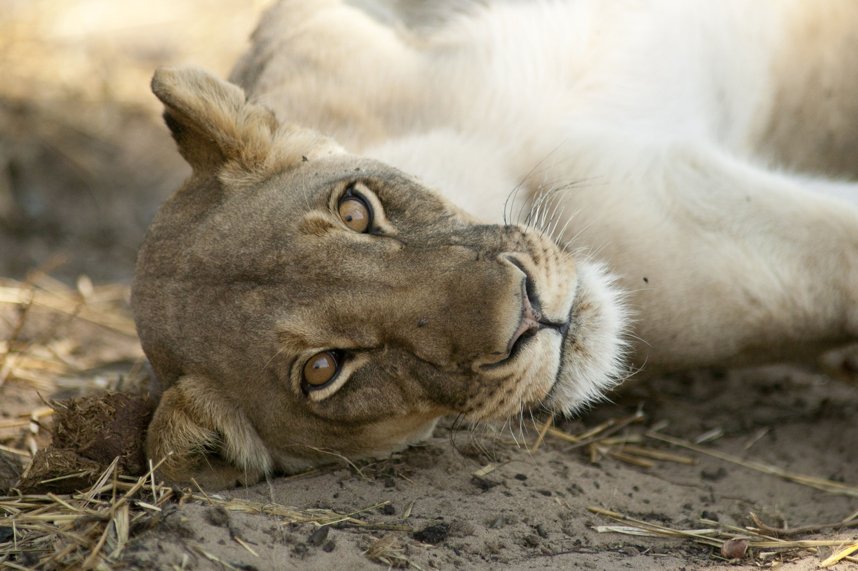 Cecil_lioness_lying