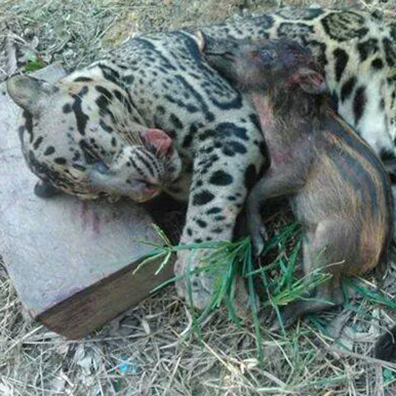 dead clouded leopard and piglet