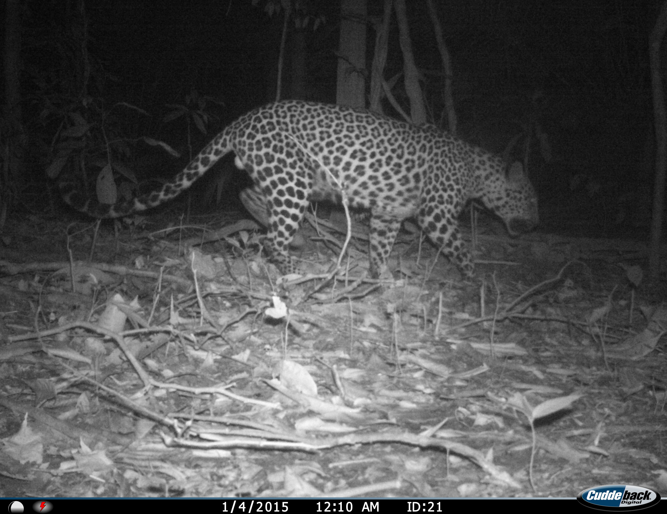 Malay leopard