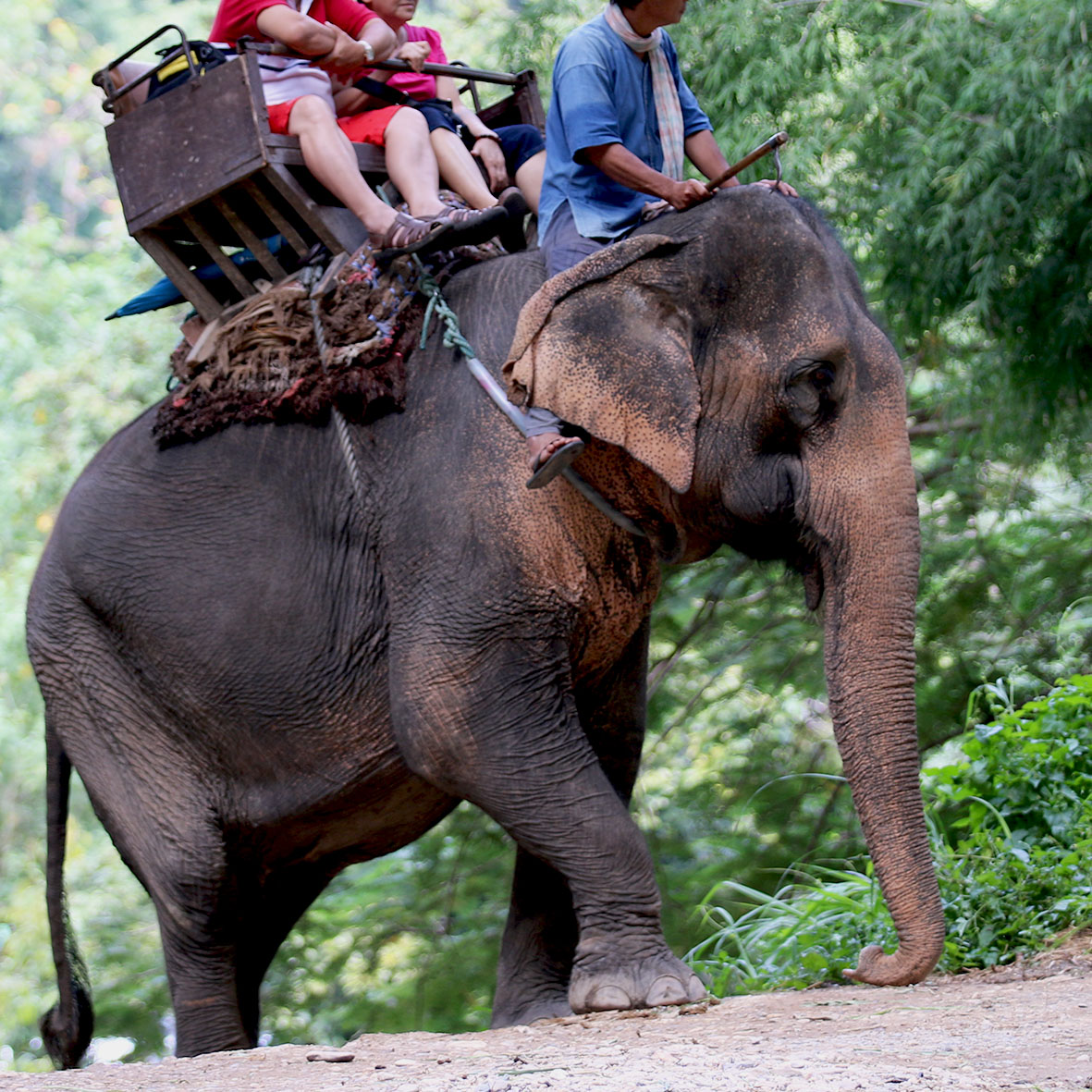 tourists riding an elephant