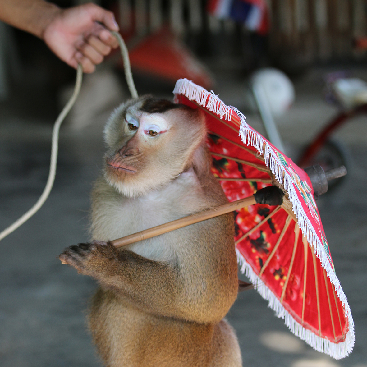 monkey on leash holding umbrella