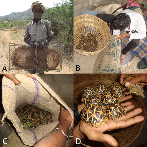 Star Tortoise illegal trade pictures