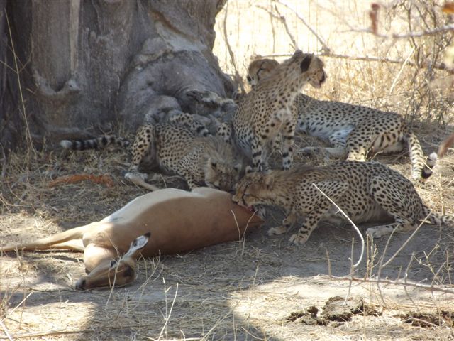 cheetah feeding on an impala