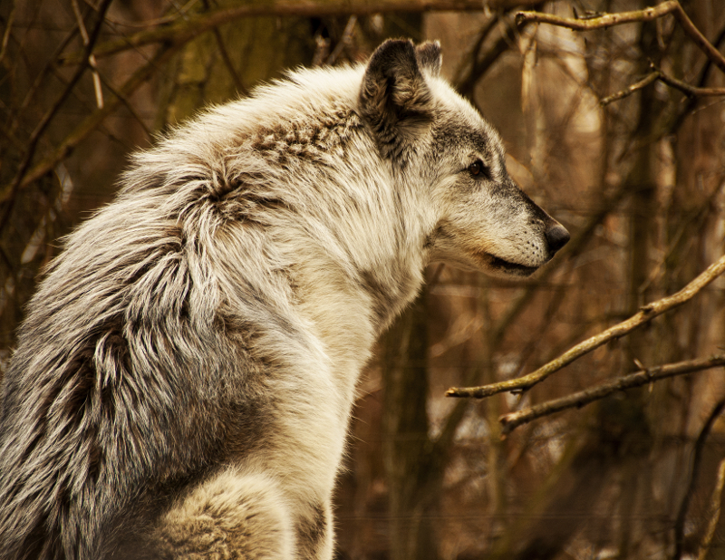 Grey wolf, copyright Dana Taramina Bear Creek Exotic Wildlife Sanctuary