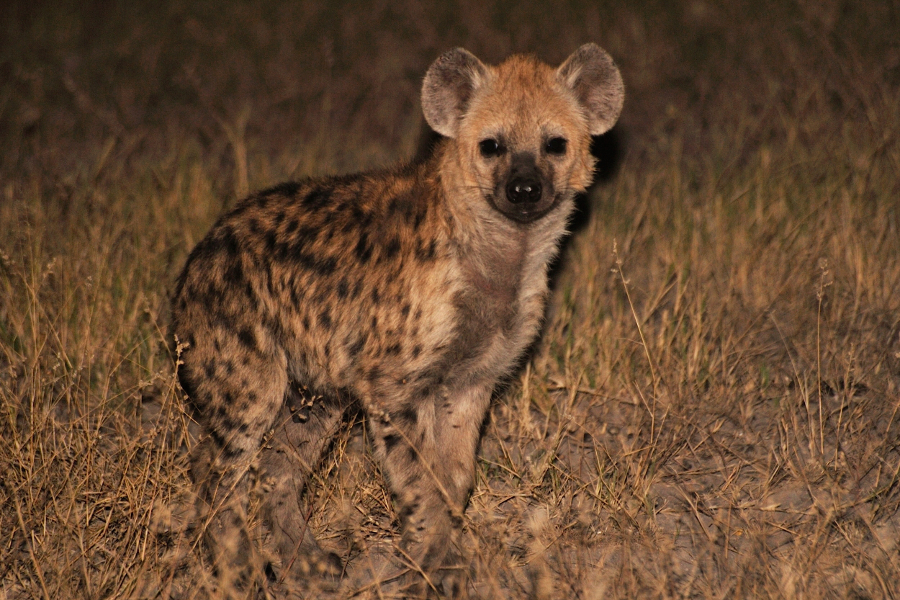 hyaena adult