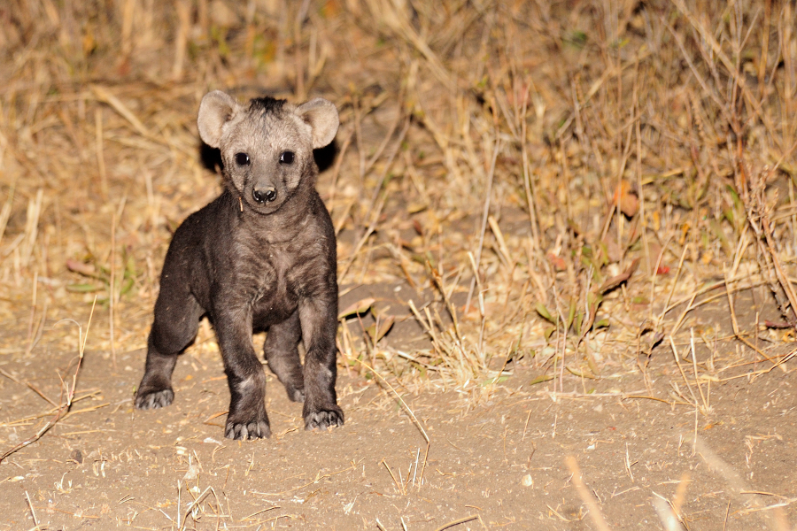 hyaena cub