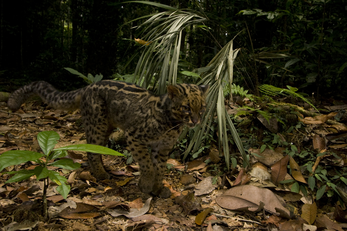 Sebastian Kennerknecht/Panthera Marble cat in Tawau Hills