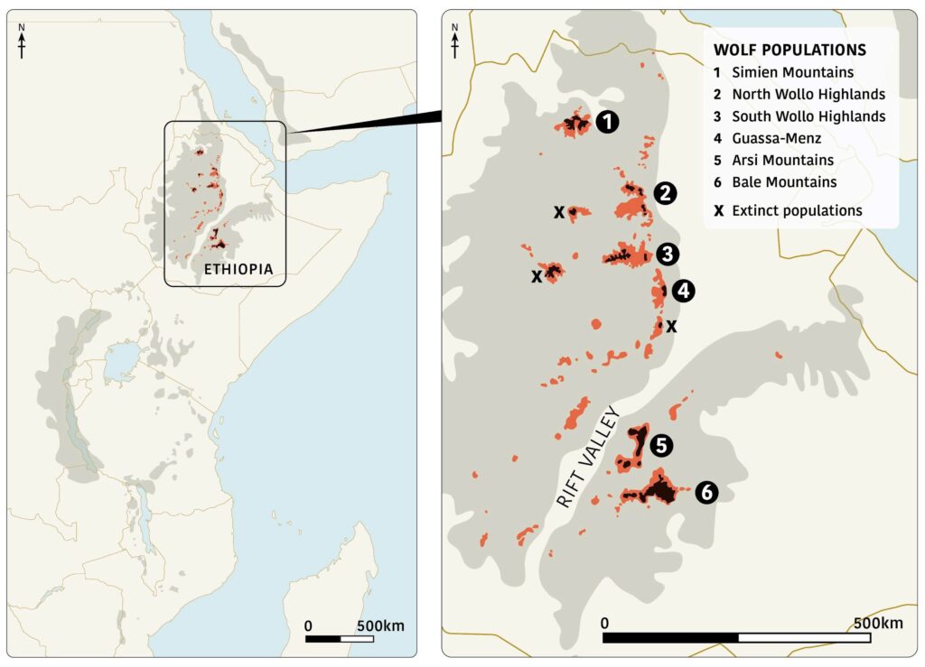 Map showing current and extinct Ethiopian wolf populations. Grey areas show the Eastern Afromontane biodiversity hotspot; red denotes historical Afroalpine habitat; black denotes remaining Afroalpine habitat.