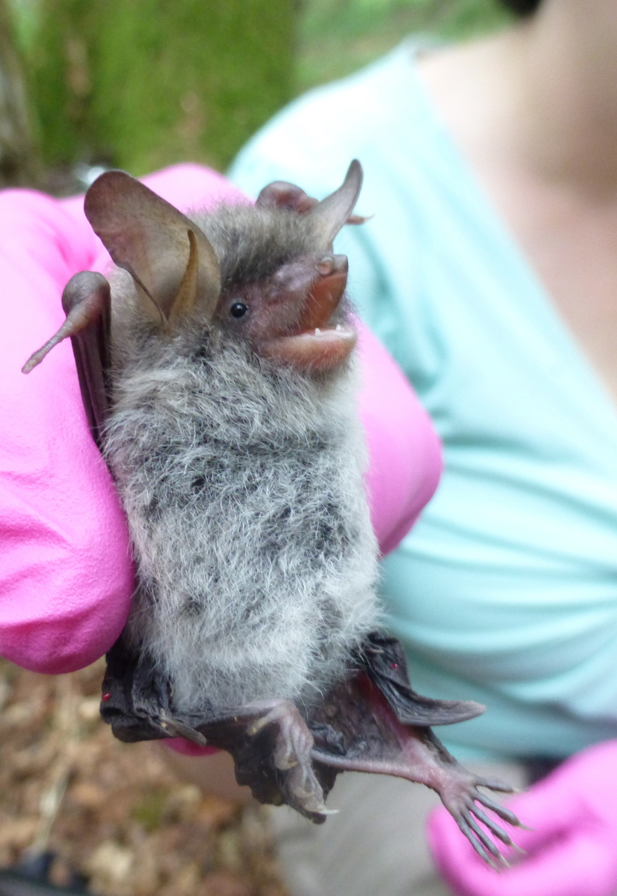 Danielle Linton holding the first juvenile Natterers' bat ringed in 2014, provided by Denise Foster