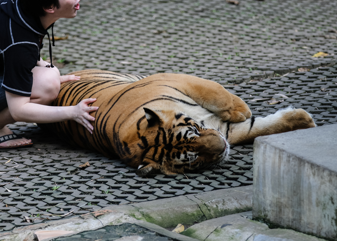 tiger being stroked by tourist