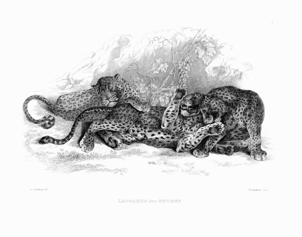 Leopards after Stubbs Edgar Ashe Spilsbury and Thomas Landseer after George Stubbs From Twenty Engravings of Lion, Tigers, Panthers and Leopards in Bodleian Library, Oxford