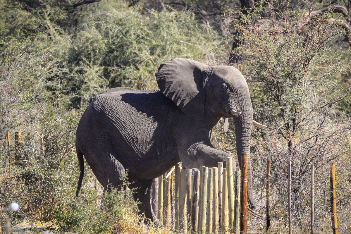P&W elephant cross fence