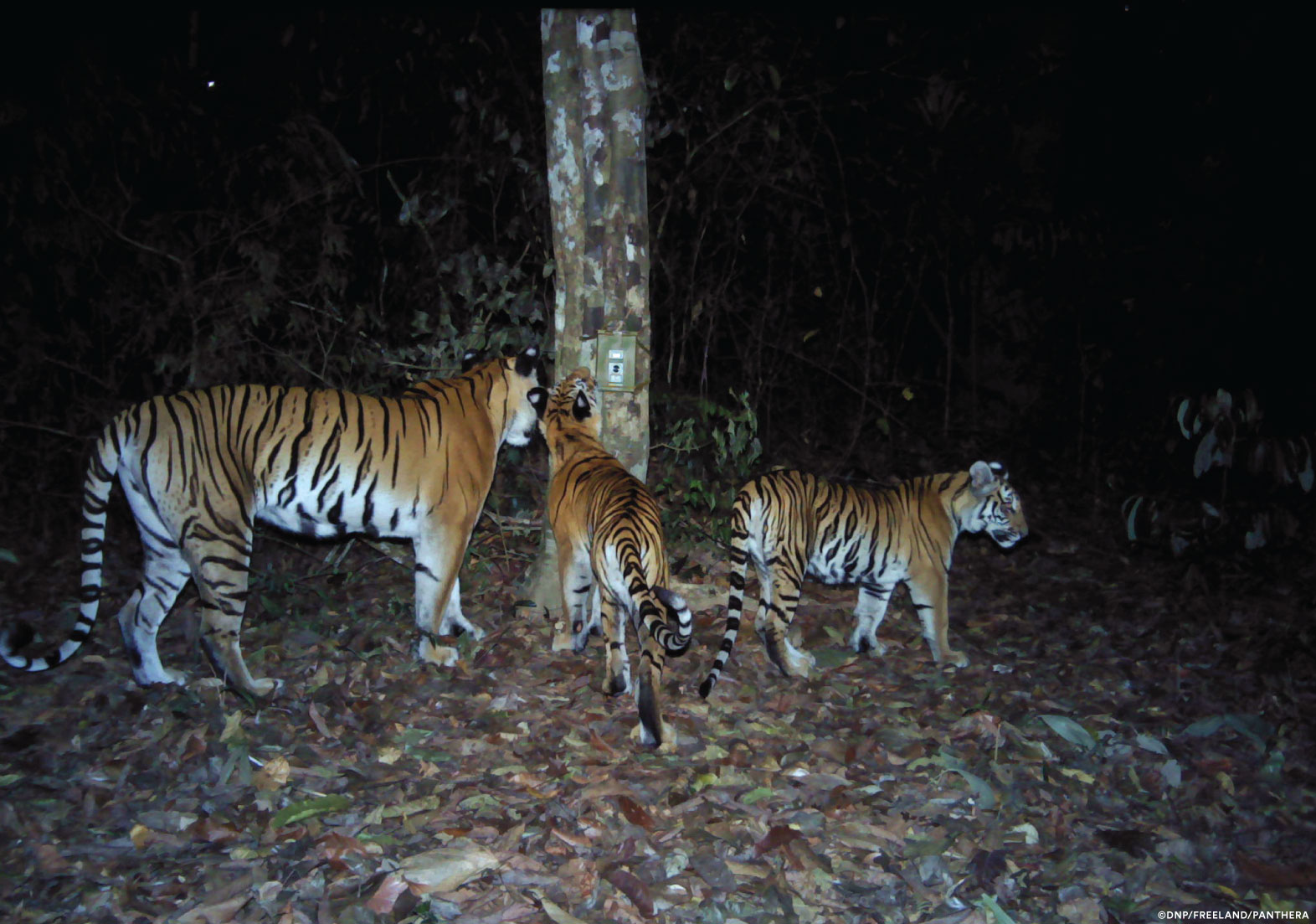 Endangered tiger population in ground-breaking population modelling study