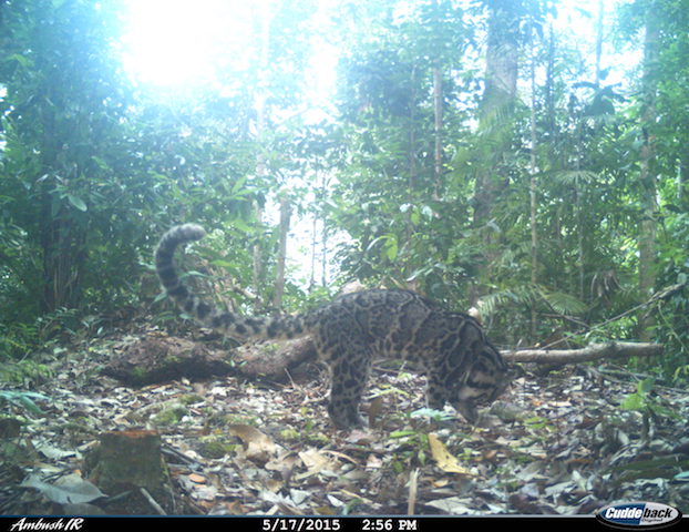 Unveiling population densities of the elusive Sunda clouded leopard ...