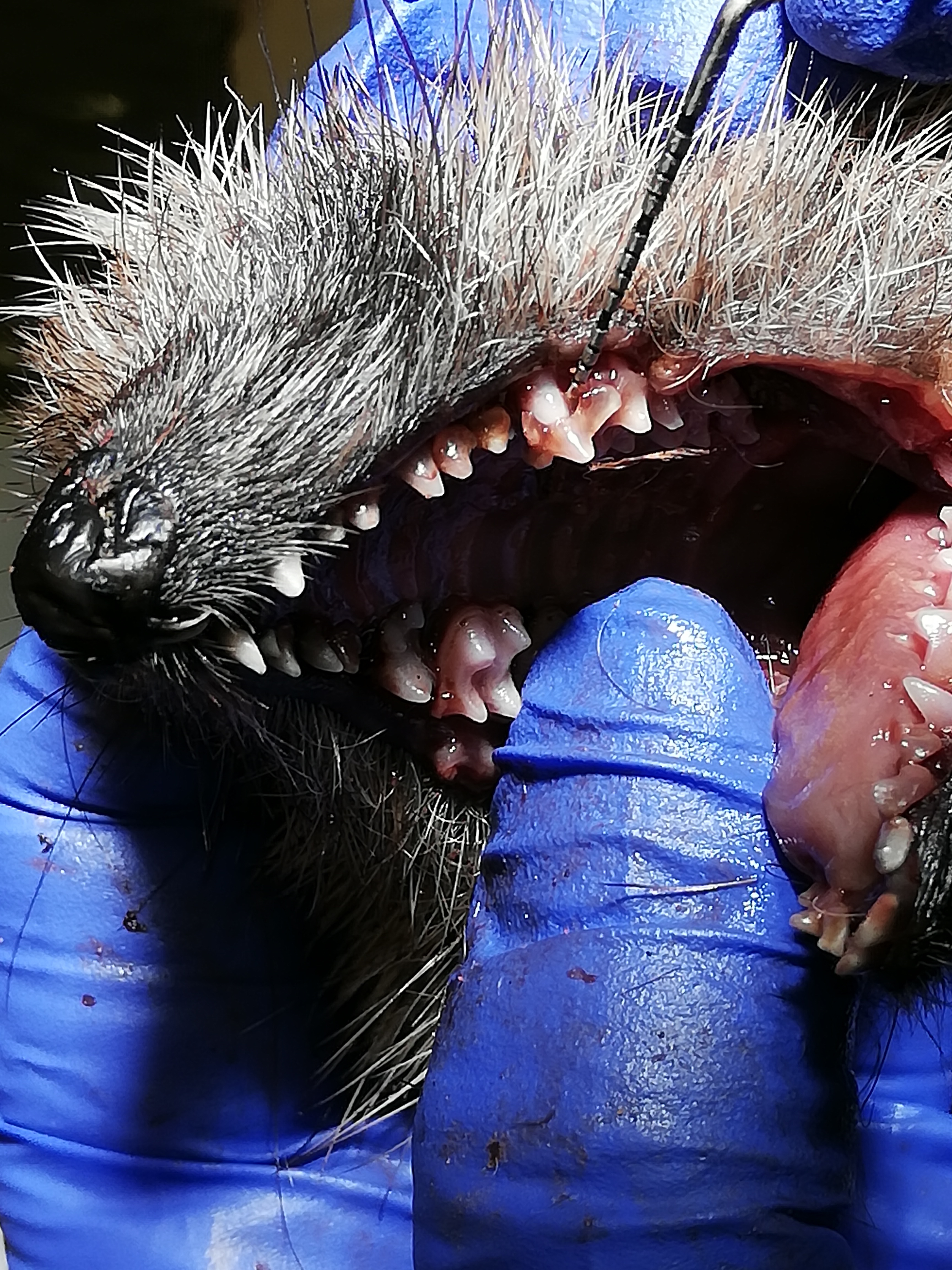 Hedgehog teeth