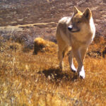 First ever Himalayan Wolf IUCN Red List assessment