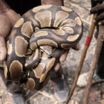 Ball python trade research shaping wildlife trade policy