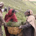 Biodiversity friendly futures in Ethiopia’s Afroalpine Highlands