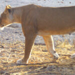 Community camera trapping in Tanzania and Kenya