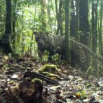 Groundbreaking research by the Bornean Carnivore Programme