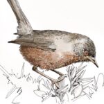Dusky clearwing and Dartford warbler: re-wilding success in Oxfordshire