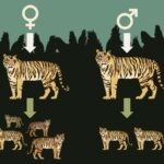 Modelling tiger numbers and genetic diversity for translocations