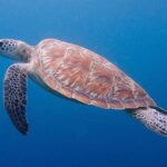 Reducing the hunting of endangered sea turtles in the Maldives